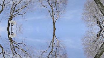 botanische digitale Wiedergabe der Birke foto