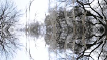 botanische digitale Wiedergabe der Birke foto