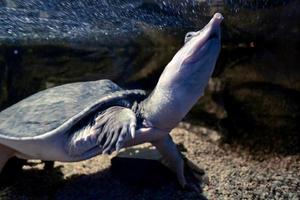 Schildkröte, die unter Wasser schwimmt foto