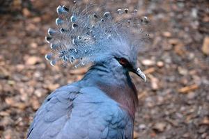 exotischer Vogel mit Wappen foto