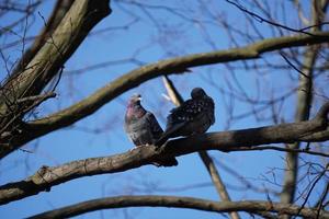 Zwei Tauben sitzen auf einem Baum, Himmel im Hintergrund foto