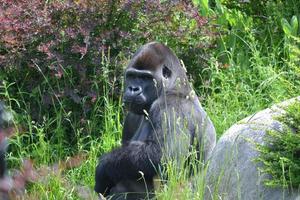 schwarzer Orang-Utan, der im Gras sitzt foto