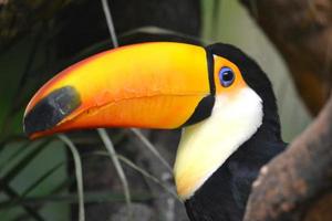 großer Tukan - Vogel mit großem orangefarbenem Schnabel foto