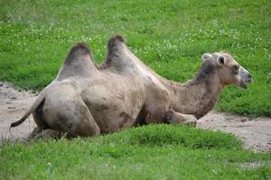 Kamel, das auf ein Gras legt foto