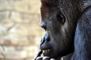 schwarzer Orang-Utan - Porträt foto