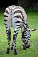 Zebra frisst Gras, Sommer foto