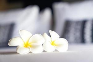 Frangipani-Blume oder Lan Thom im thailändischen Namen, befindet sich auf dem weißen Schlafzimmer mit Kingsize-Bett im Hotel mit Morgenlicht vom Außenraum. foto