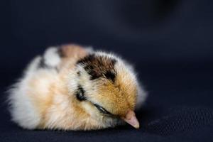 Baby-Mini-Cochin-Küken auf dunkelblauem Stoffhintergrund im Studiolicht. foto