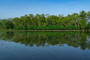 Asien-Wald mit dem Wasserreflex am Tag des offenen Himmels. foto