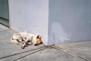 Schlafender braun-weißer thailändischer Hybridhund an der Ecke des Gebäudes in der Nachmittagssonne. foto