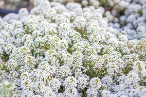 schön wachsen in einem Blumenbeet im Park. Machen Sie an einem Sommertag einen Spaziergang im Park und schauen Sie sich die wunderschönen Blumen an. selektiver Fokus, Blumentapete. Sommer, Hitze, Park foto