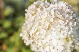 Hortensie im Garten in einem Blumenbeet unter freiem Himmel. üppiger entzückender riesiger blütenstand von weißen und rosa hortensien im garten foto