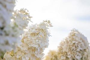 Hortensie im Garten in einem Blumenbeet unter freiem Himmel. üppiger entzückender riesiger blütenstand von weißen und rosa hortensien im garten foto