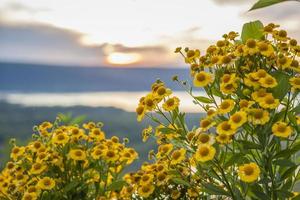 Wilde helle Blumen auf dem Hintergrund eines wunderschönen Sonnenuntergangs. natürliche Landschaft. blauer Himmel und gelbes Sonnenlicht. Landschaft während des Sonnenuntergangs. foto