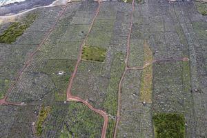 Pico Insel Azoren Weinberg Weintrauben geschützt durch Luftbild aus Lavastein foto