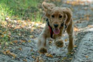 Hündchen Cocker Spaniel läuft auf Gras foto