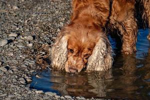 Welpe junger Hund englischer Cockerspaniel beim Laufen im Wasser foto