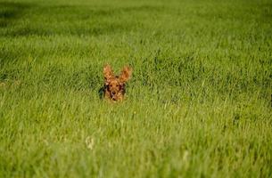 glücklicher Cockerspaniel, der im grünen Gras läuft foto