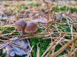 ein giftiger Pilz im Herbstwald. foto