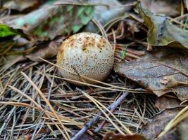 ein giftiger Pilz im Herbstwald. foto