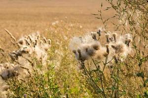 verblasste Distel auf dem Hintergrund der Sommerhitze foto