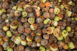 viele verdorbene faule äpfel, schlechtes erntekonzept foto