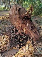 geschnittene Eukalyptusbaumrinde und wilde Pilze im Athalassa Park, Zypern foto