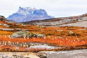 herbstliche grönländische tundrapflanzen und blumen mit sermitsiaq-berg im hintergrund, nuuk, grönland foto