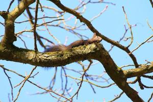 porträt des eurasischen roten eichhörnchens, das auf baum im park klettert foto