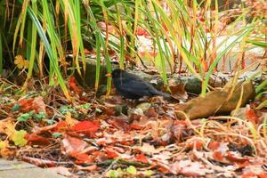 eine gemeine Amsel, die auf einem Ast sitzt foto