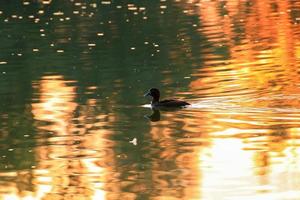 die Wildgänse treiben abends im See, während sich das goldene Licht in der wunderschönen Wasseroberfläche spiegelt. foto