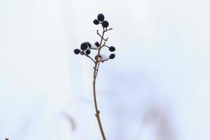 wilde schwarze Beeren auf einem Baum im Winter foto