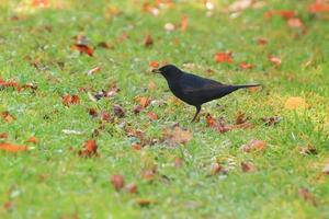 eine Amsel, die auf dem Boden nach Nahrung sucht foto