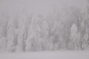 Bergwaldlandschaft an einem nebligen Wintertag foto