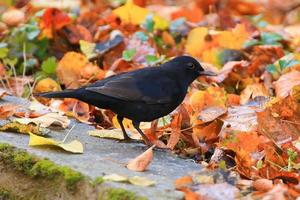 Gemeine Amsel auf der Suche nach Nahrung auf dem Boden foto