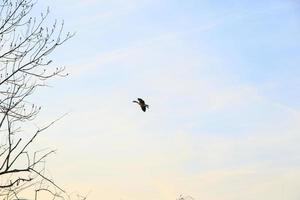 Fliegende Enten vor einer Abendlandschaft foto