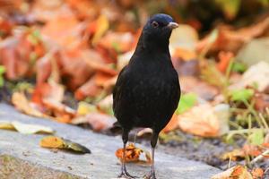 eine Amsel, die auf dem Boden nach Nahrung sucht foto