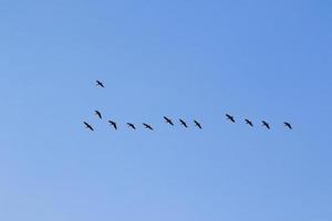 vögel, die in den sonnenuntergangshimmel fliegen foto