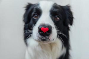 st. Valentinstag-Konzept. lustiges Porträt süßer Hündchen-Border-Collie mit rotem Herz auf der Nase isoliert auf weißem Hintergrund. schöner verliebter hund am valentinstag gibt geschenk. foto