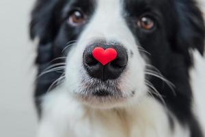 st. Valentinstag-Konzept. lustiges Porträt süßer Welpe Hund Border Collie mit rotem Herz auf der Nase isoliert auf weißem Hintergrund, Nahaufnahme. schöner verliebter hund am valentinstag gibt geschenk. foto