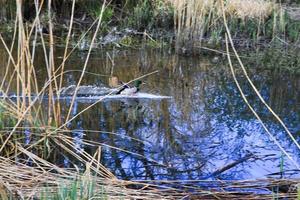 fliegende enten über einem sumpf in der nähe der donau foto