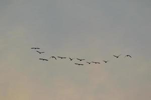 vögel, die in den sonnenuntergangshimmel fliegen foto