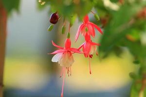 fuchsia hybrida im gewächshaus, regensburg, deutschland foto