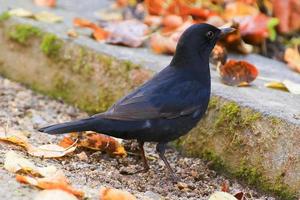 eine Amsel, die auf dem Boden nach Nahrung sucht foto