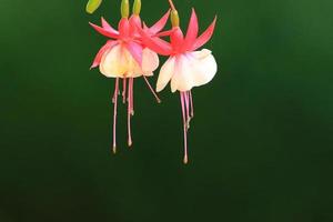 fuchsia hybrida im gewächshaus, regensburg, deutschland foto