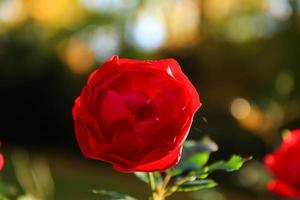 Schöne rote Rose in einem Garten in der Herbstsaison foto