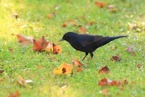 eine Amsel, die auf dem Boden nach Nahrung sucht foto