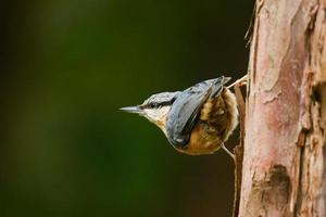 der eurasische kleiber oder holzkleiber, sitta europaea, ist ein kleiner sperlingsvogel mit blauem rücken und orangefarbenem unterkörper und einem weißen kopf mit schwarzer maske foto