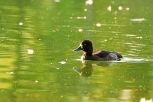 Wildenten auf dem See in der Nähe der Donau in Deutschland foto