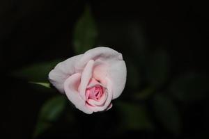 schöne blühende Rosenblume aus nächster Nähe foto